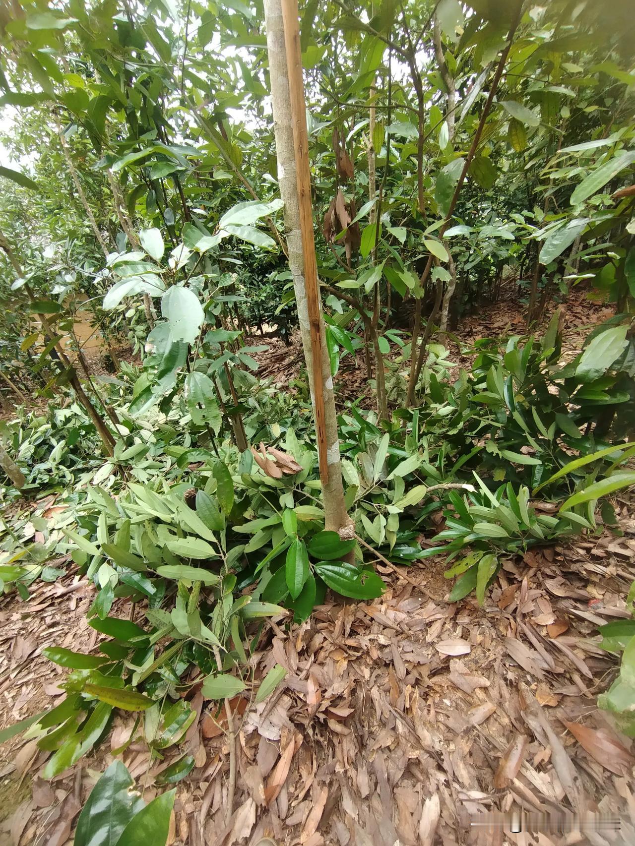 今晚下雨，明天下雨，可以休息了，不用去砍桂枝了，如果雨停可以去种点菜吧。

我还