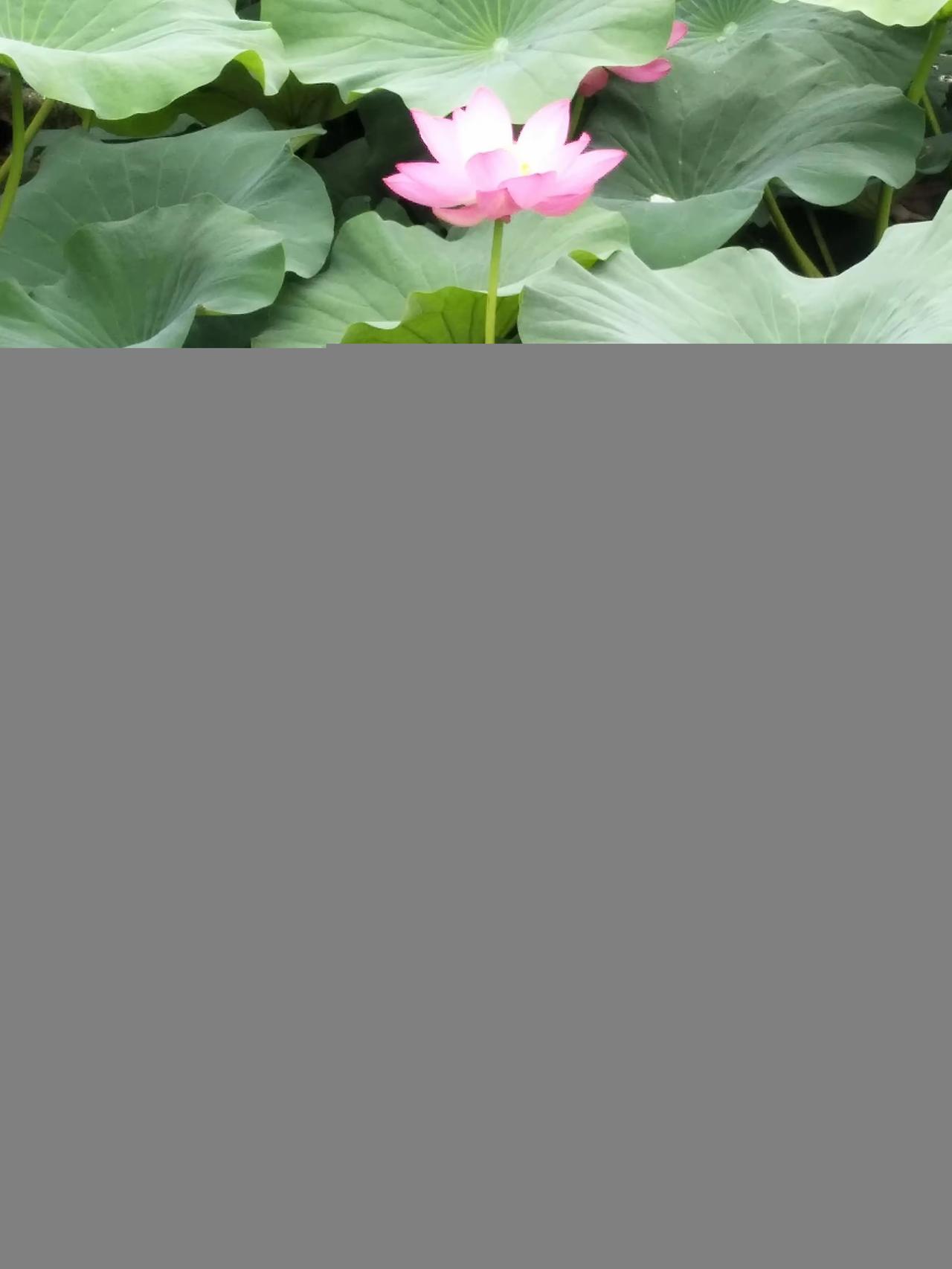 人活到极致才懂：从前越善良，后来越无情，不是变坏，是心死了
这句话表达了一种人生