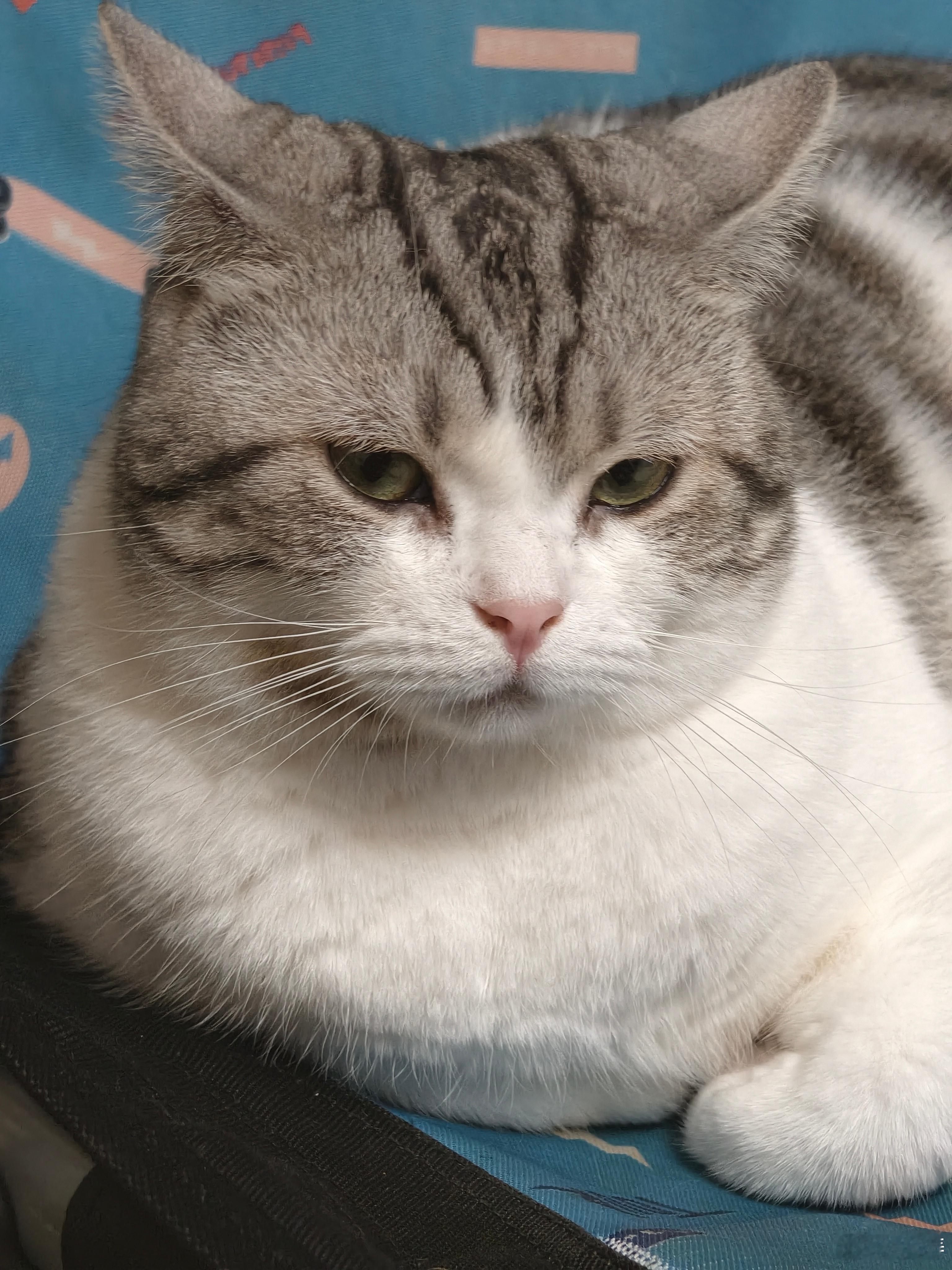 三个月不见，变成了肥肥。猫吸猫生活手记 北京
