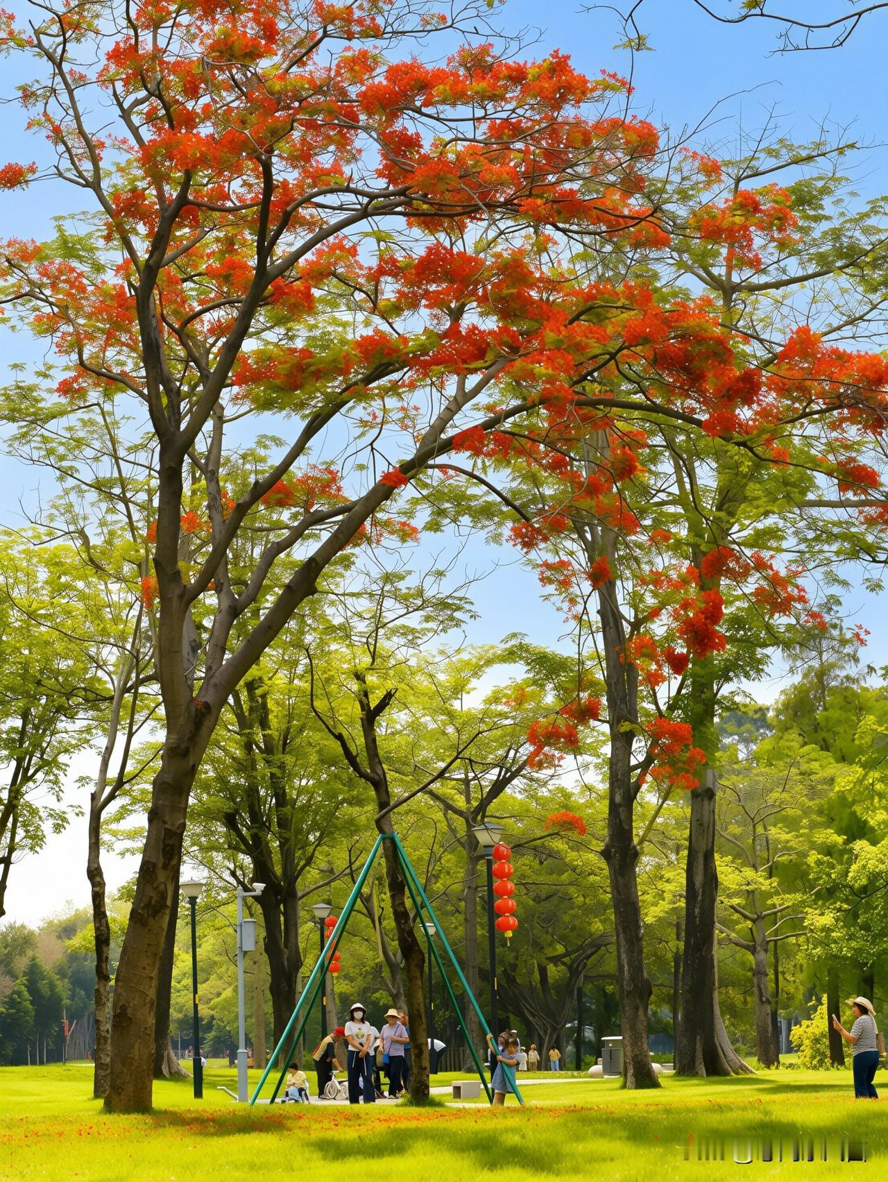 《凤凰花开，是大沙河的初夏来信》
大沙河的夏日，凤凰花期 由凤凰花率先点燃。满树