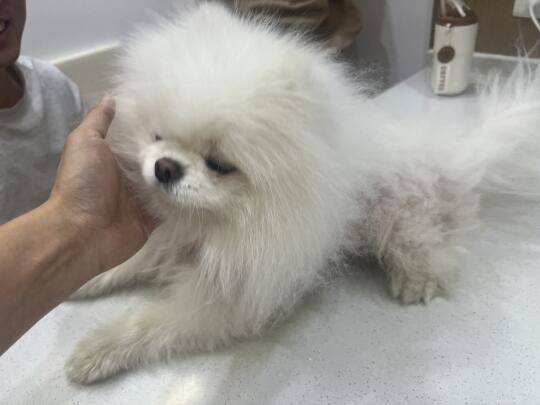 特别典型的博美X型脱毛
