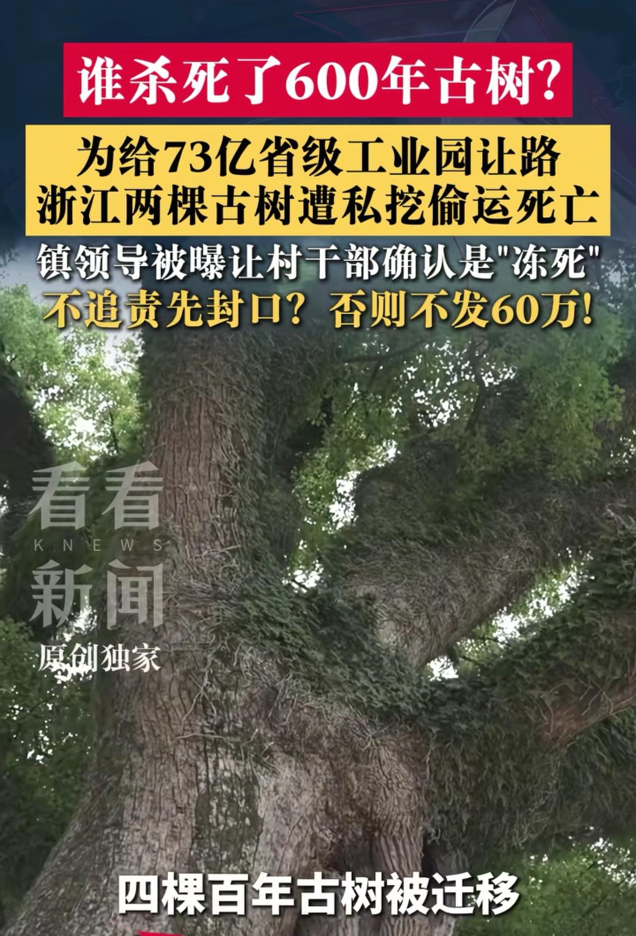 必须严惩！浙江天台，为了给投资73亿的工业园区让路，有人违规挪走4棵百年古树，结