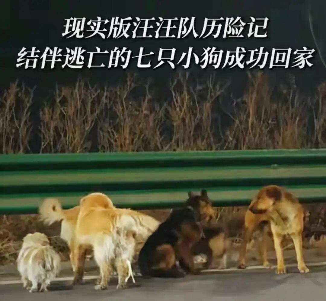 “七狗下天山”终于圆满收官，看完让人破防！


长春这七只被偷的狗狗，在高速车流