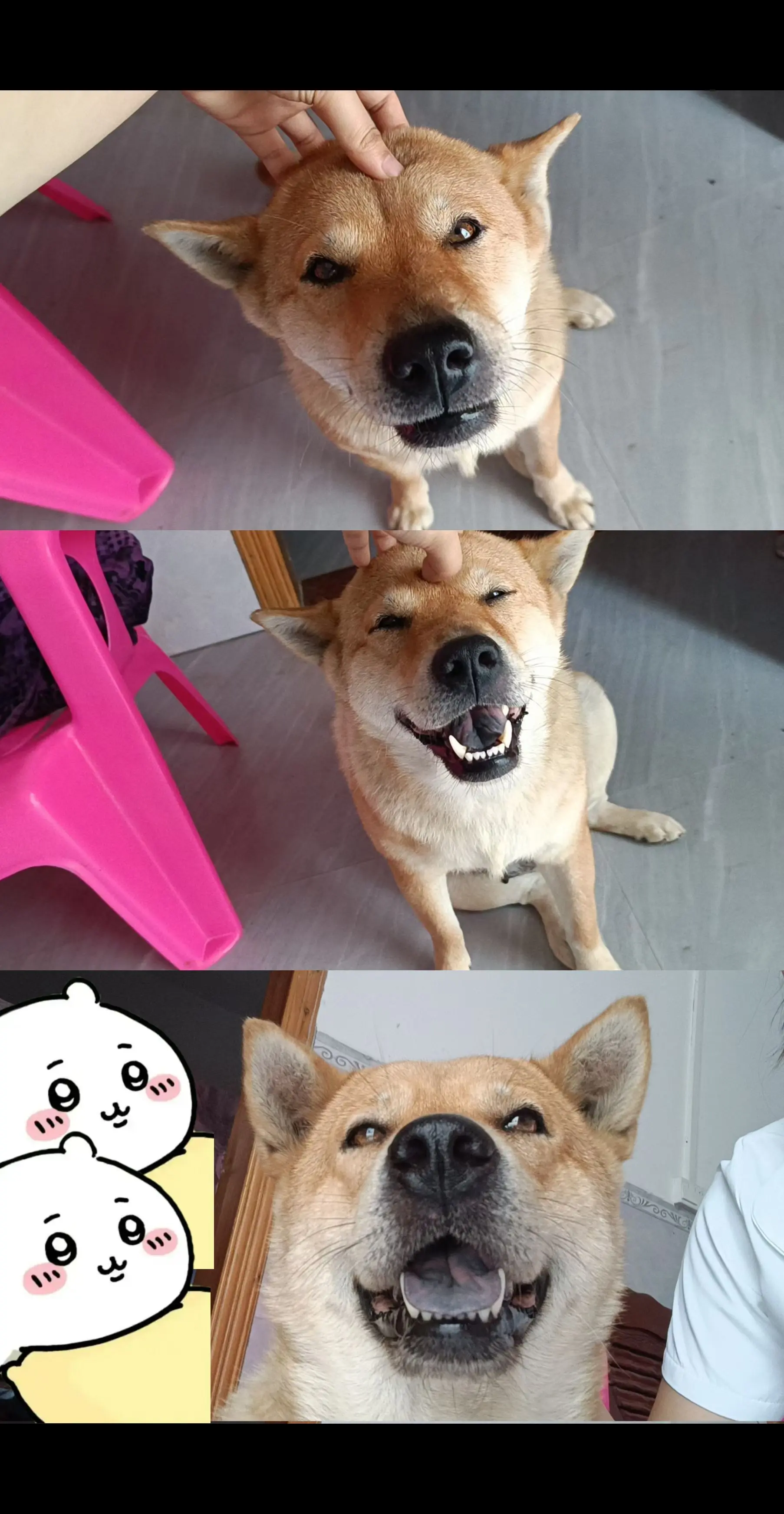 广西田园犬大黄
