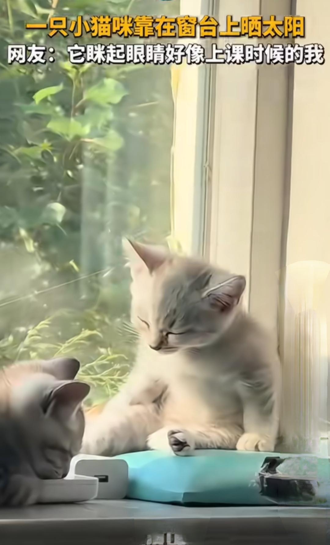 一只小猫咪乖乖靠在窗台上晒太阳，圆乎乎的身子蜷成一小团，脑袋轻轻搭在窗沿上，眼睛