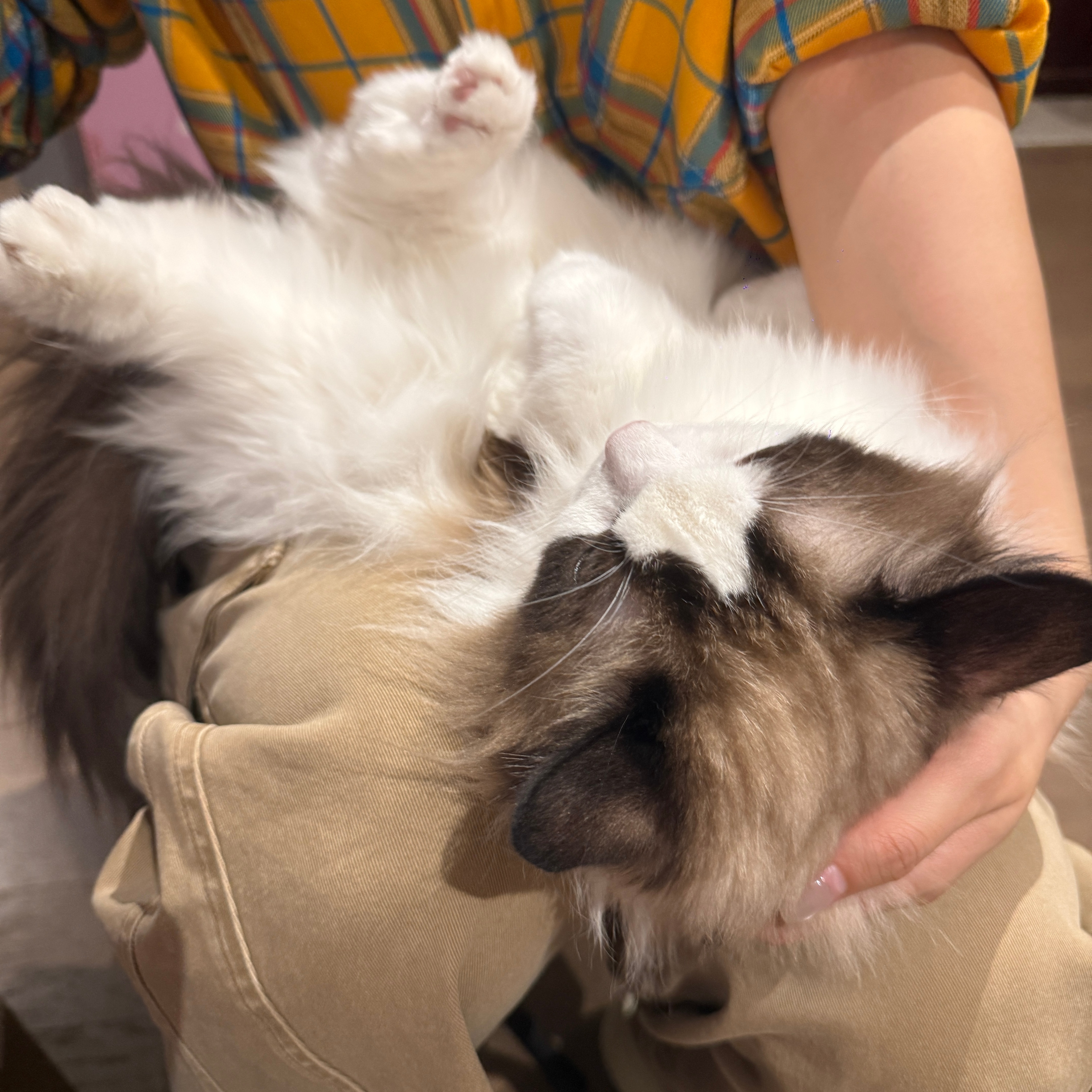 猫儿这个萌 ​​​