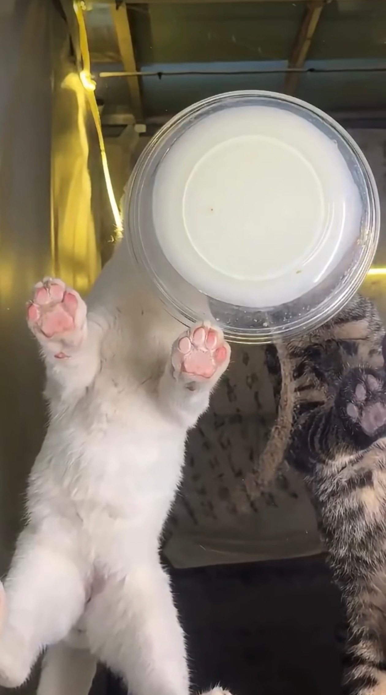 以防你没底下看过小猫猫喝奶以防你没底下看过小猫猫喝奶 ​​​