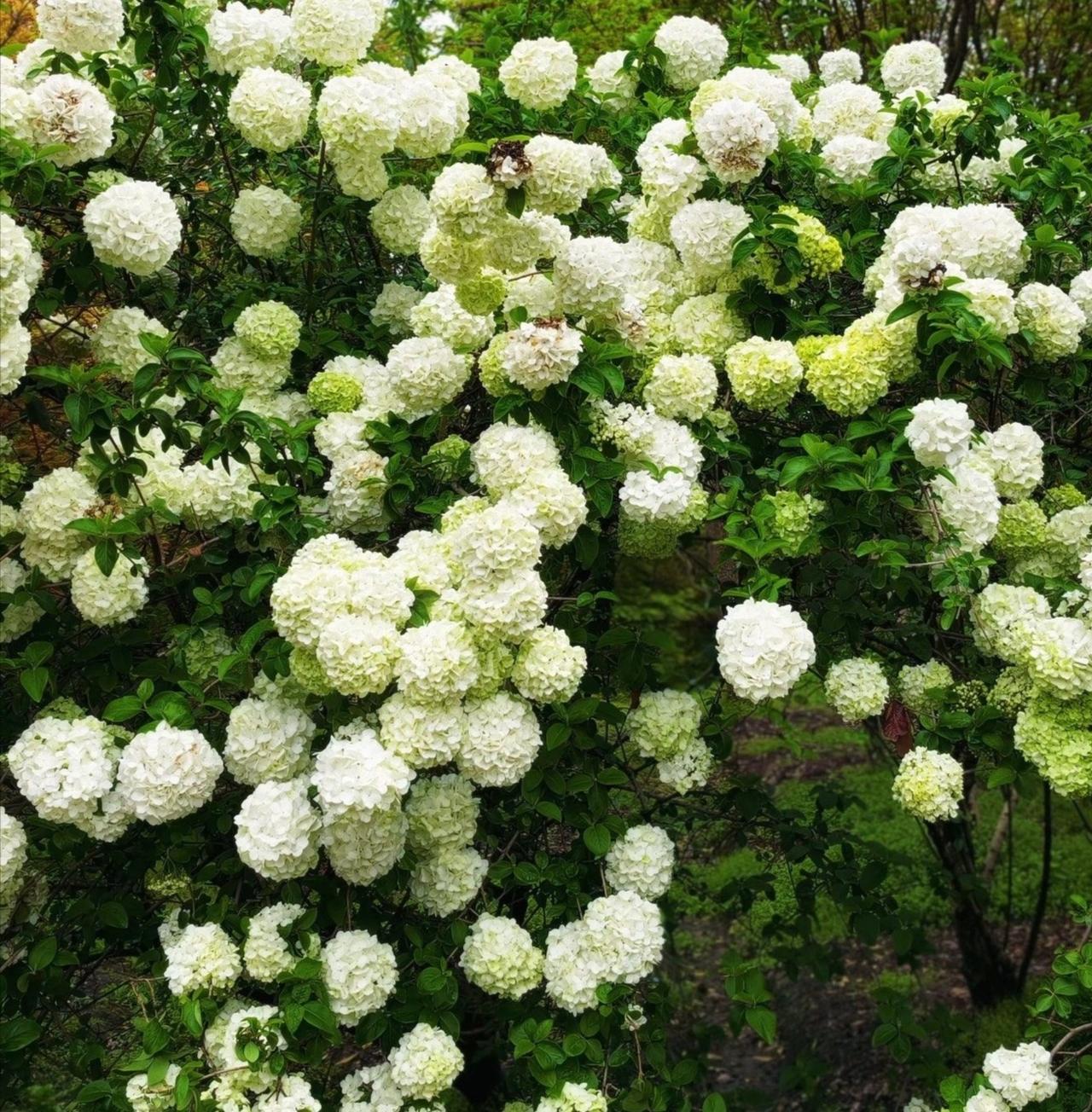 赏花观景：木绣球花
看图说话
翠叶琼枝玉蕊娇，
梦幻仙姿掛林梢。
淡雅芬芳自逸神