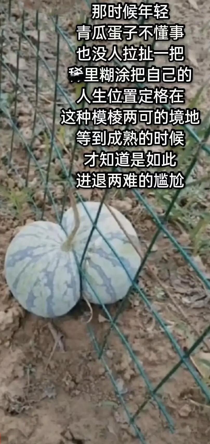 胃里装着预制的烂菜，脑袋充满预制的仇恨，手里拿着预制的文件，嘴上讲着预制的空话。