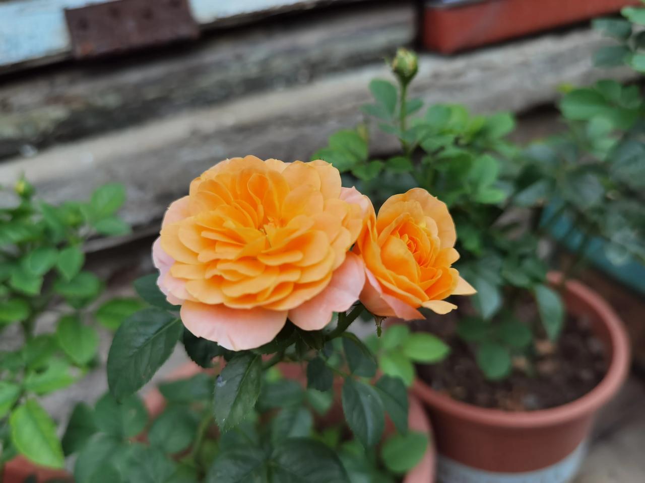 美好的花朵和不美好的蚊子😂 