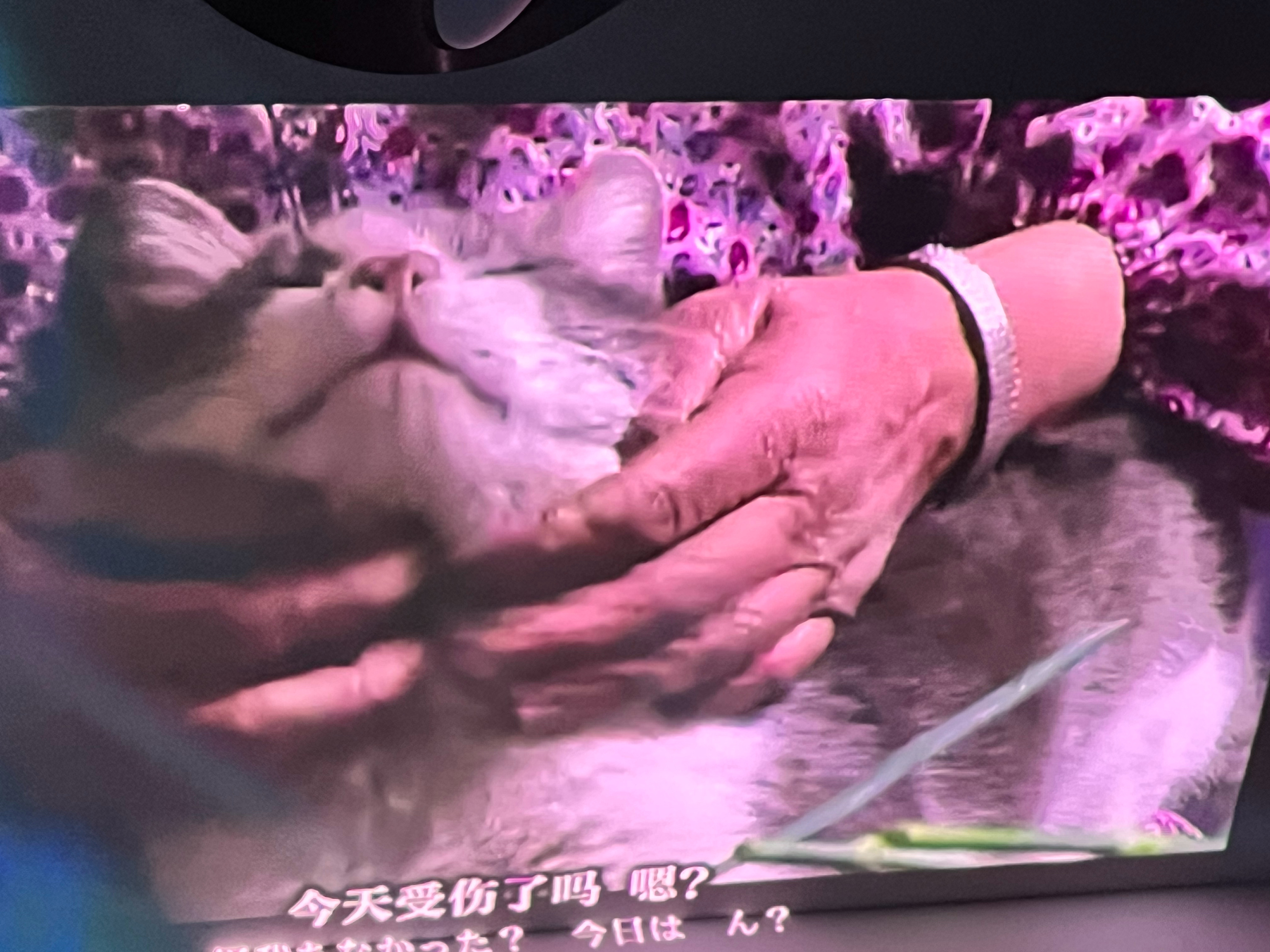 躺着看猫，爽！ 