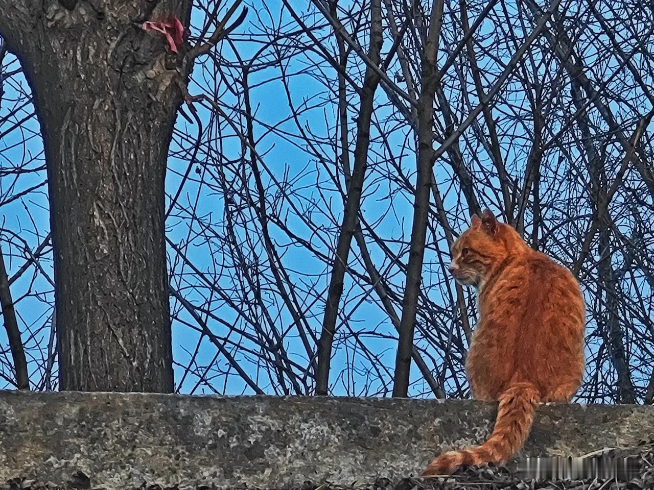 春日生活打卡季