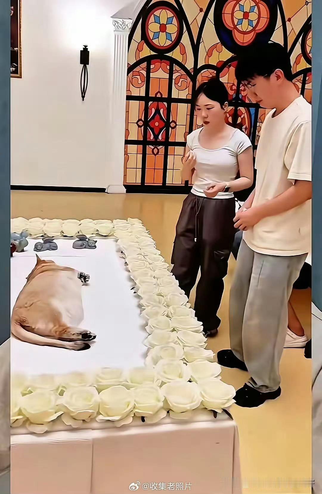 花15万给狗办丧礼，这“人宠边界”是不是太模糊了？🤔花15万只为给狗办一场丧礼