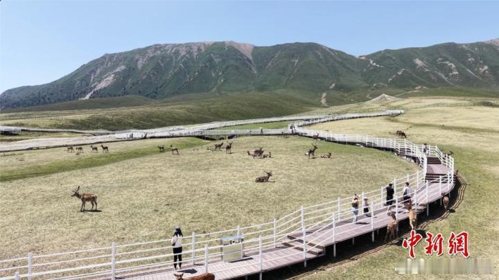 祁连秘境避暑胜地肃南 【甘肃肃南：祁连山下“迷”了鹿】近日，走进甘肃省张掖市祁连