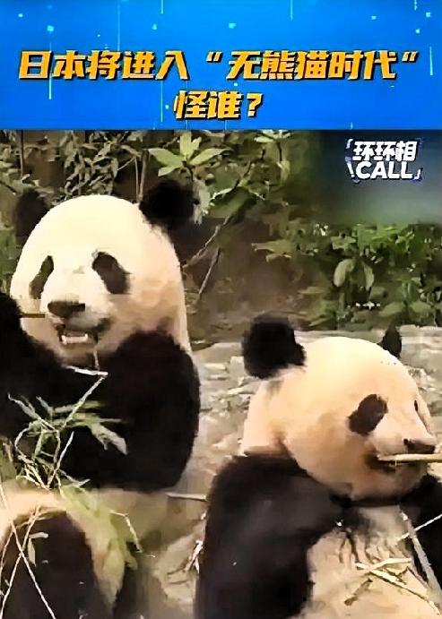 一、核心事实：53年熊猫外交的落幕
 
1972年中日邦交正常化，中方赠送“兰兰