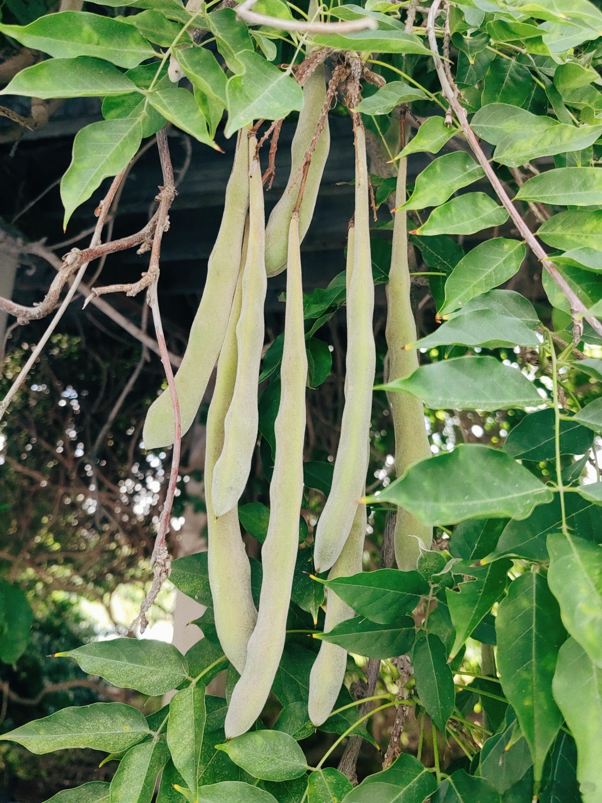 很大的“豆荚”，知道是什么吧。 