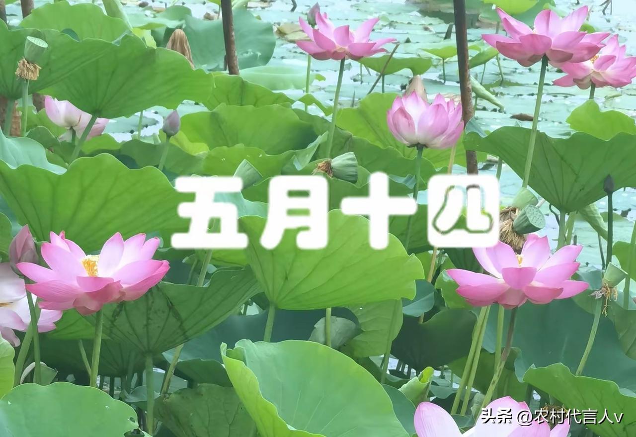 今日五月十四，建议中老年人：1不出，2不碰，3不动，4不吃
 
农历五月十四，暑