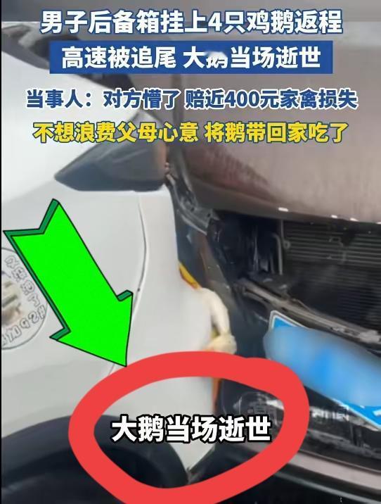 笑不活了！男子带4只活鸡鹅回广东，还差300公里被追尾，结局太意外！

男子自驾