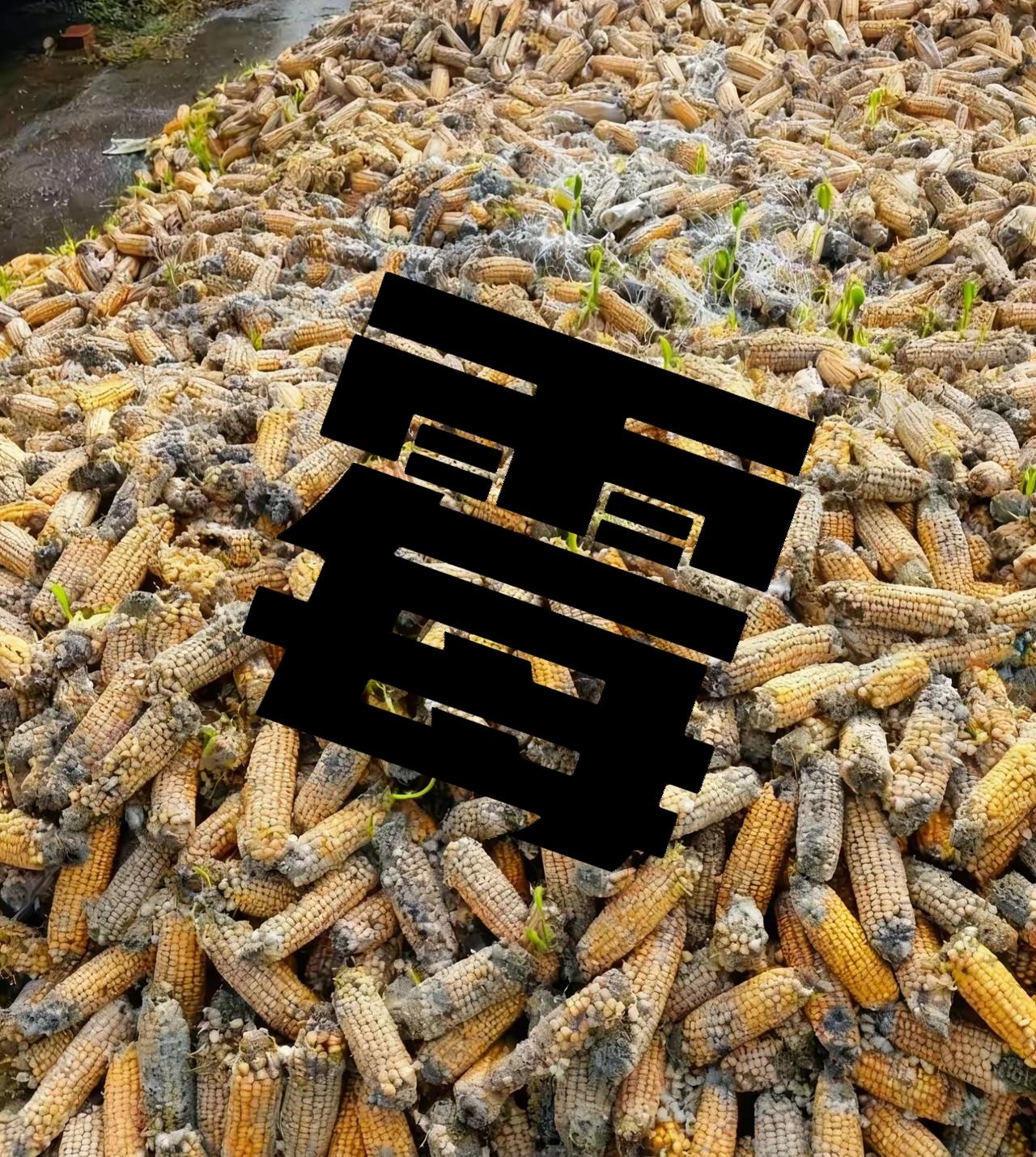 老天爷赏“霉”玉米面，好吃难吃都得咽

十几天阴雨，不见晴，百姓眼巴巴的等着这种