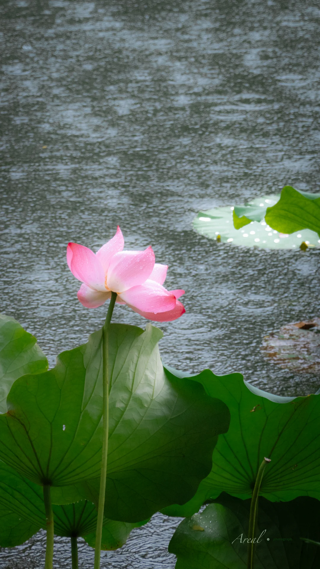 夏·雨·荷｜当我们拍荷花🪷我们在拍什么？