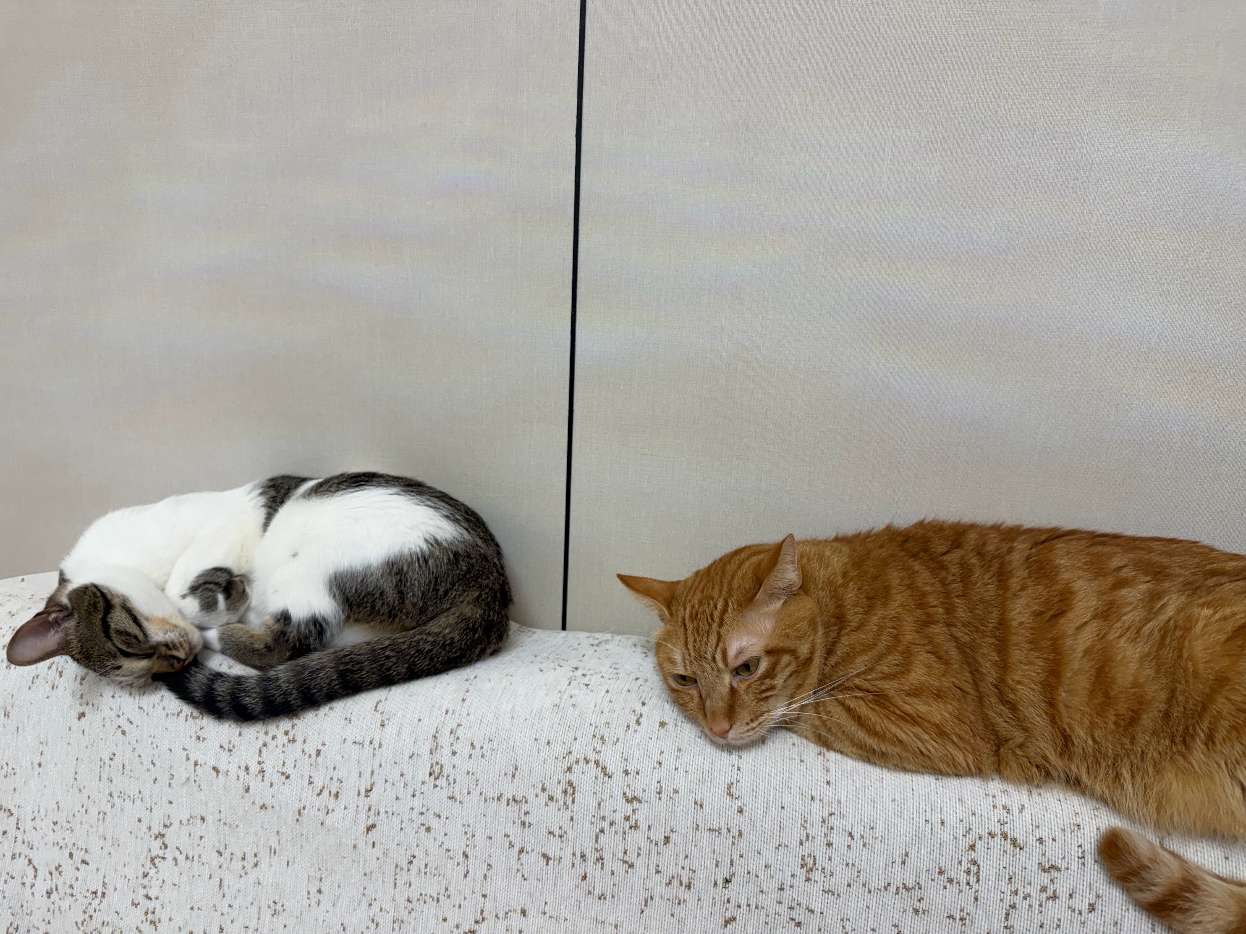 在沙发上睡醒发现猫也都在我的头上睡着 如此治愈… 