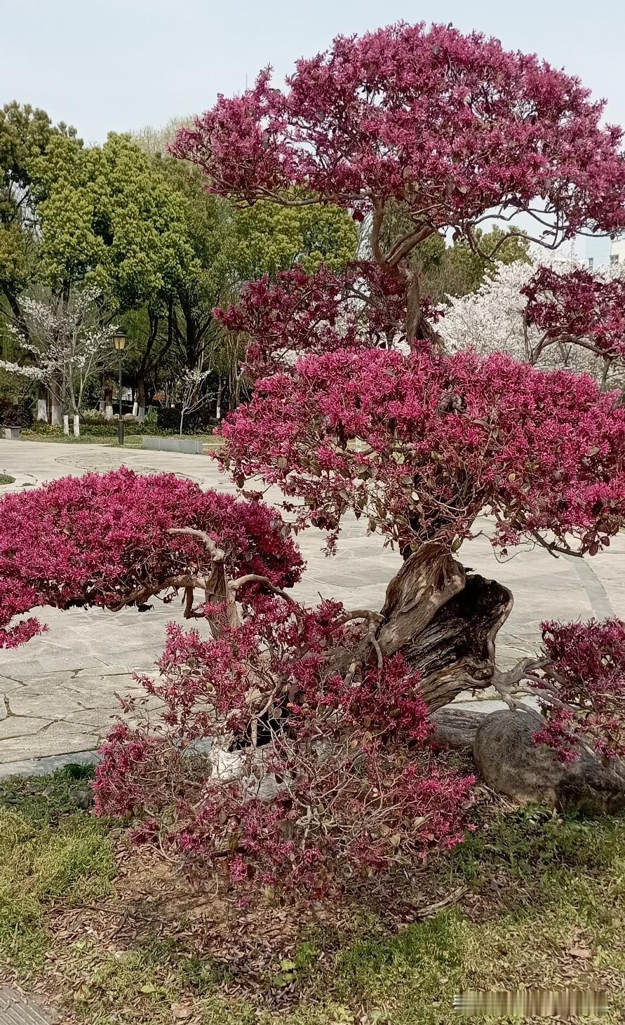 活着只是生命的存在，只是人的躯体还能在这个世上行走。而生活则是为生命在这个世上的