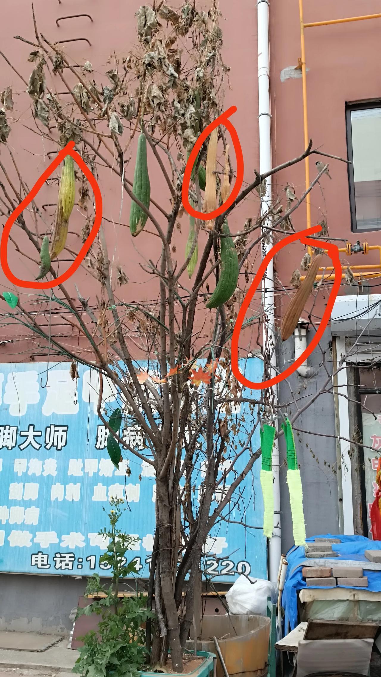 这家主人，你已春种为啥不秋收？白瞎这大傻瓜了。