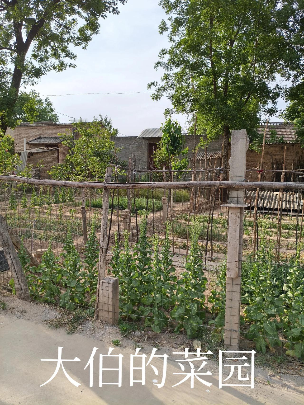 这几天陪老妈住在老家，看到周围住的大多在七十岁以上，我家东邻大姐82岁，西邻高婆