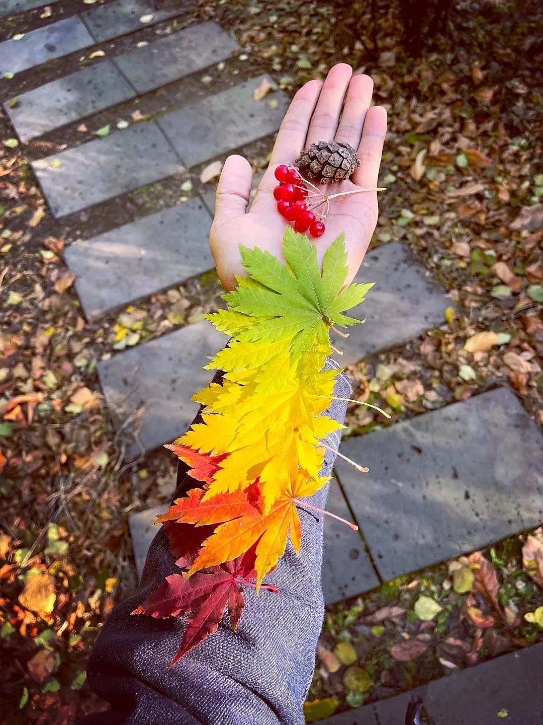 捡秋天
捡一个五彩斑斓的秋天！
#随手记录秋日生活##秋季花草随拍# #郑州西流