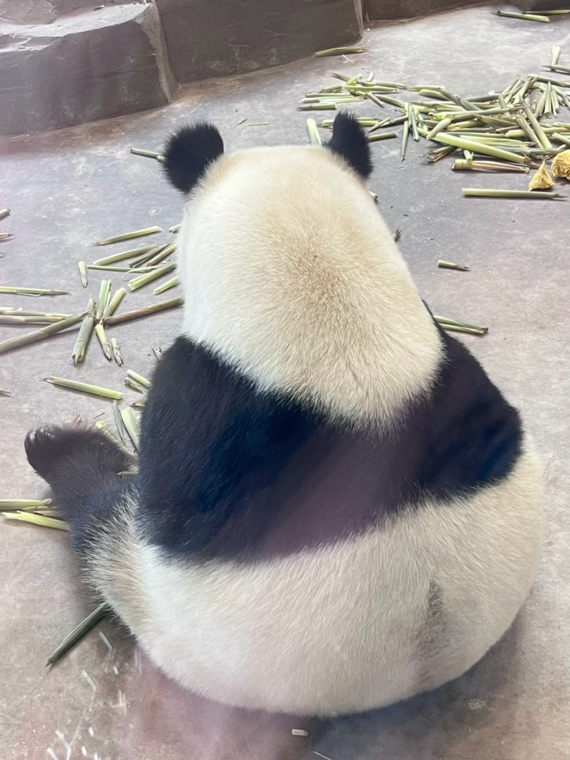 美妆蛋 