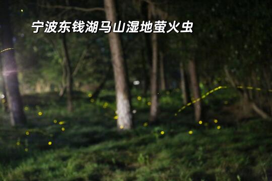 宁波免费观赏萤火虫来了 就在马山湿地