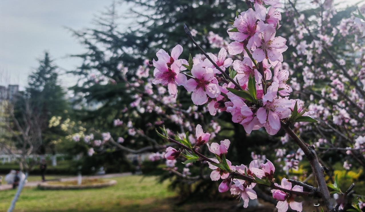 一树胭脂色，千枝烂漫香。
春风如有意，吹落满衣裳。