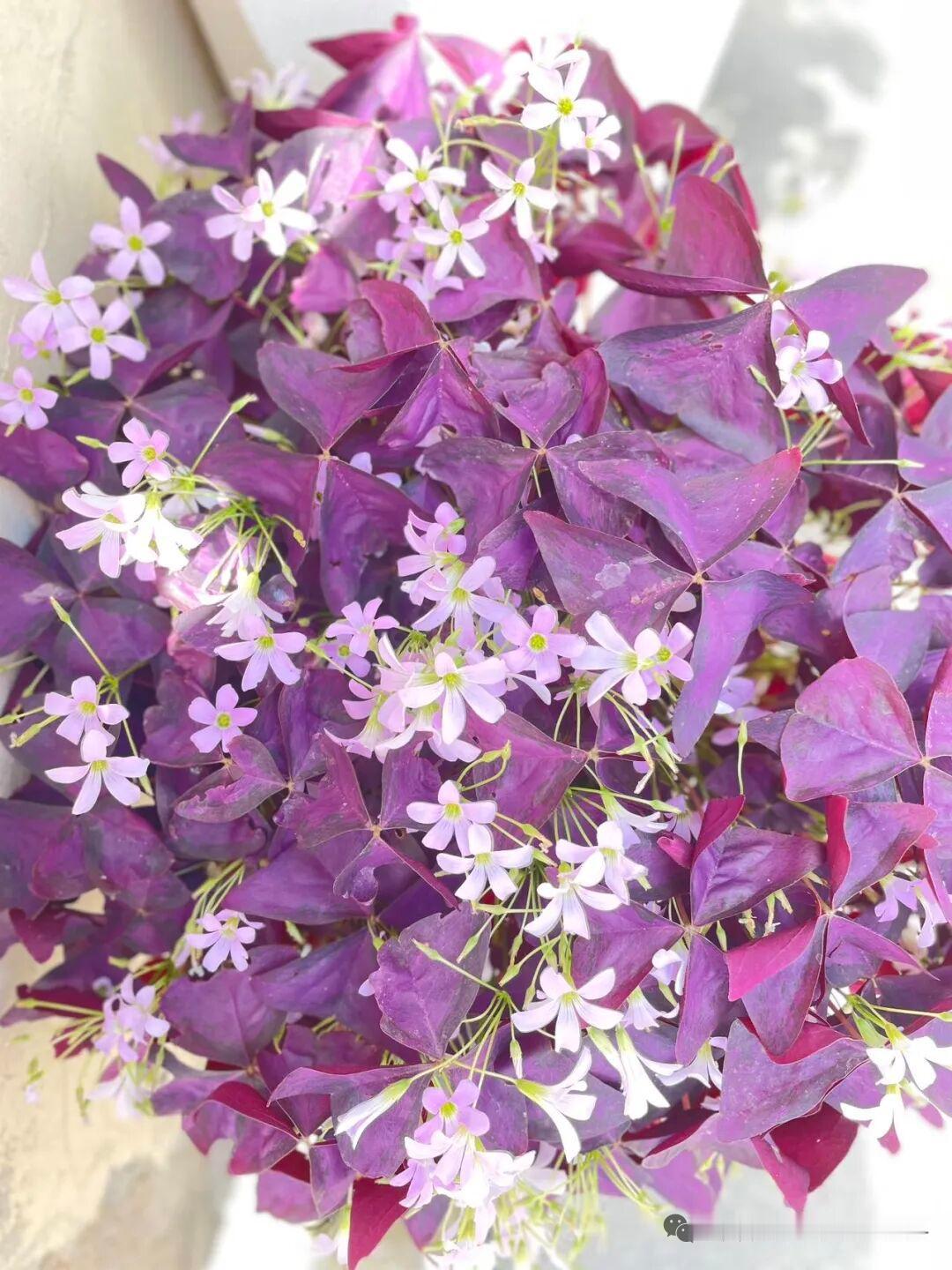 紫色花海，浪漫绽放，尽在眼前！🌸💜