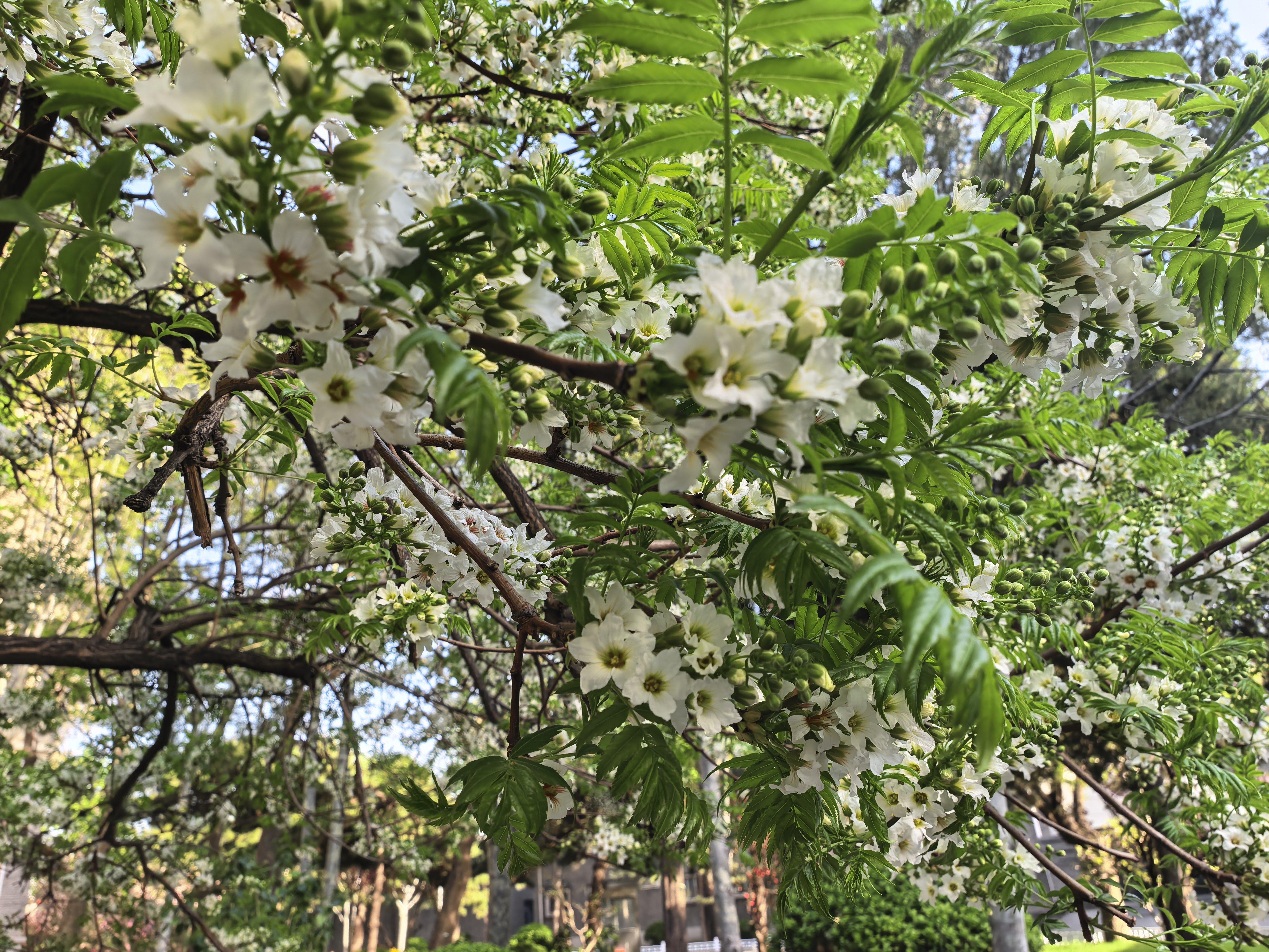大夫说周一应当能出院，不容易啊，呆了整整21天。 
