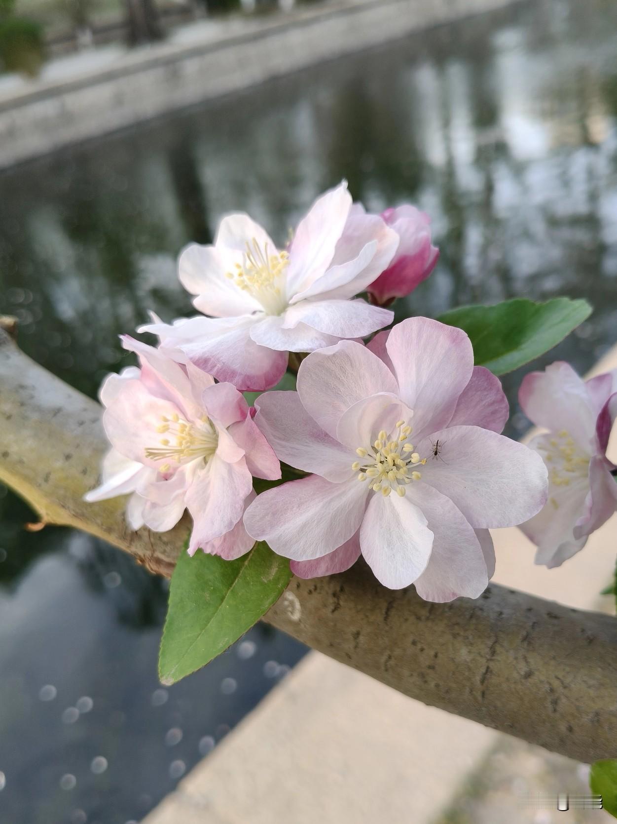 西府海棠
西府海棠是我国传统名花。
在众多观赏花木中，西府海棠享有“花中神仙”的