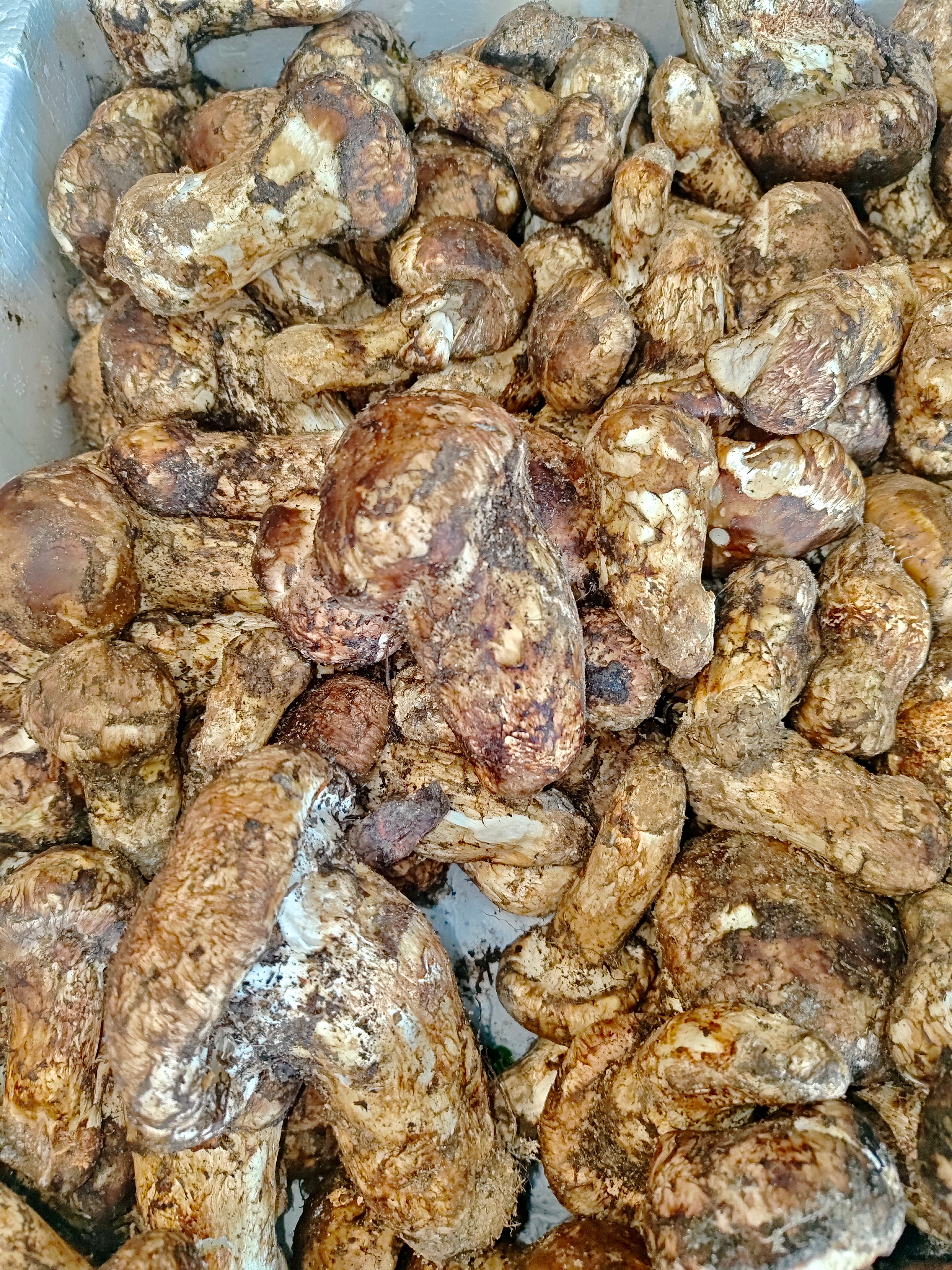 我不发泡水的松茸‼️只会老老实实给你发原鲜品松茸，所见即所得，图里这些就是一会儿