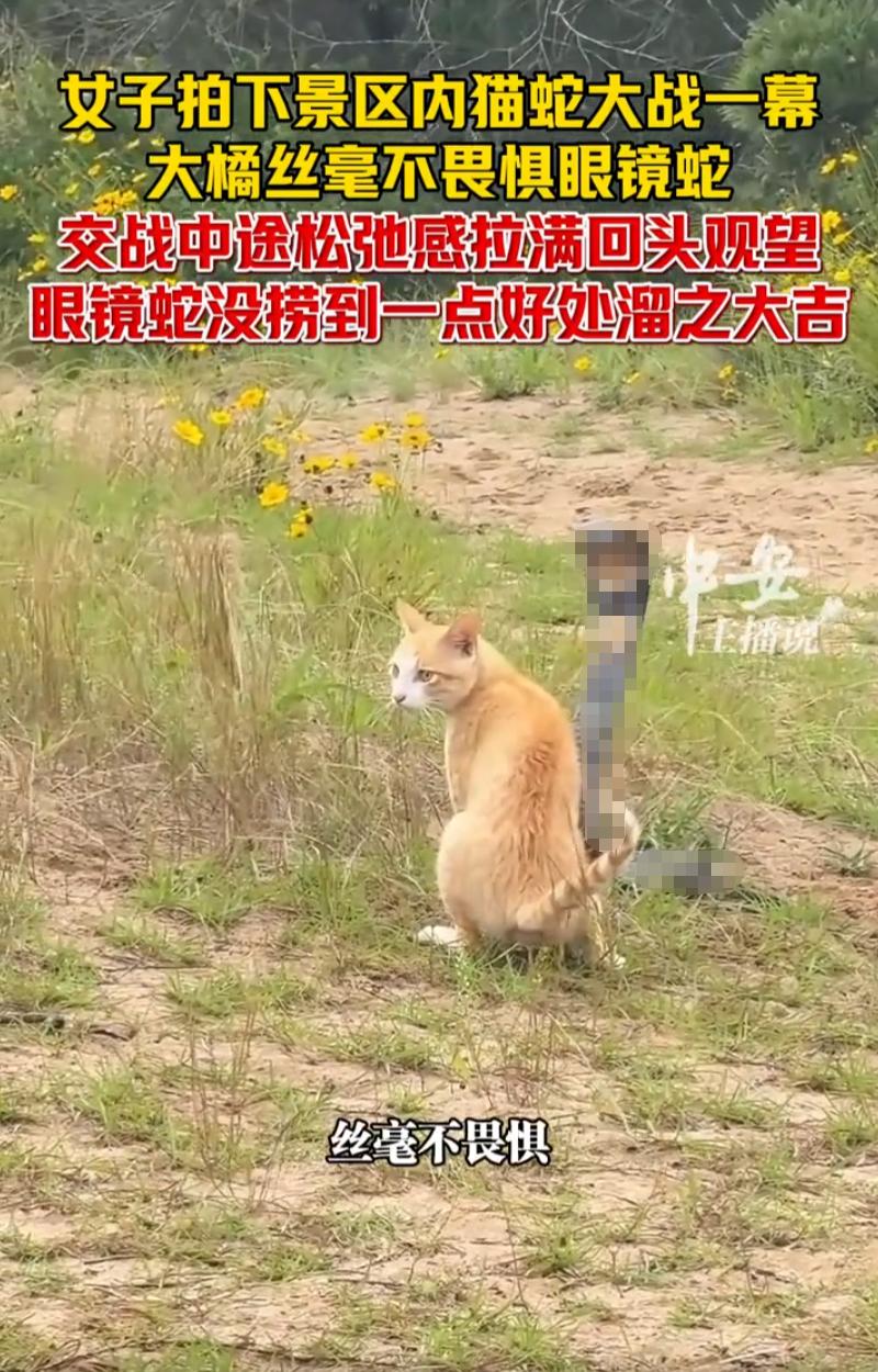 浙江舟山普陀山景区，一名女子进山游玩时，无意间撞见罕见猫蛇对峙现场，而最让女子惊