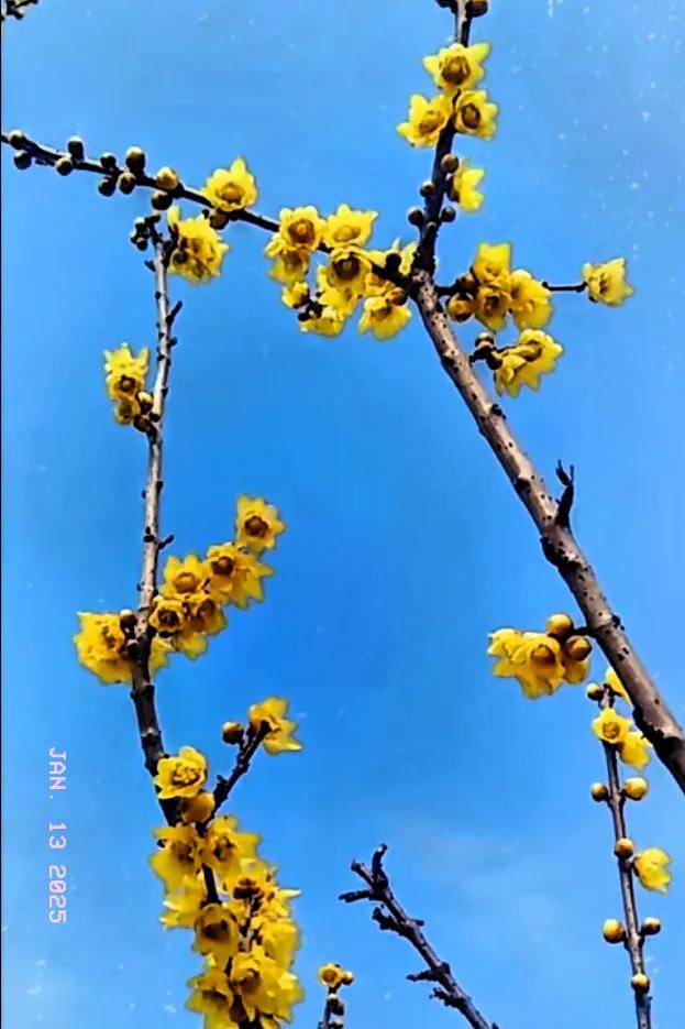 上联:张灯结彩送旧岁
下联:欢声笑语迎新春