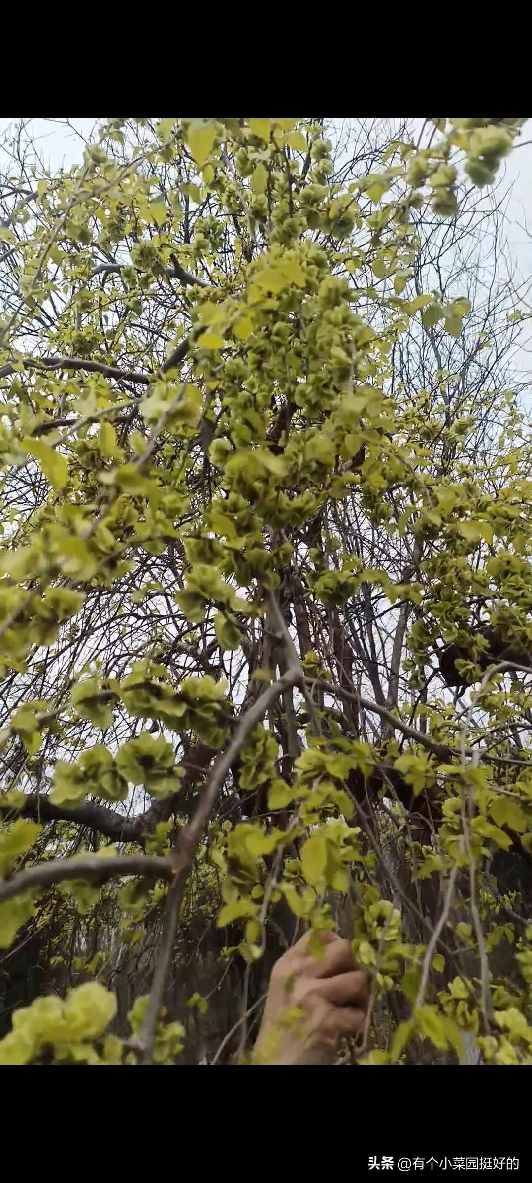 随手拍榆钱路过一片榆树，想起去年蒸的苦累，立马酒撸起来了，看看这榆钱长得怎么样？