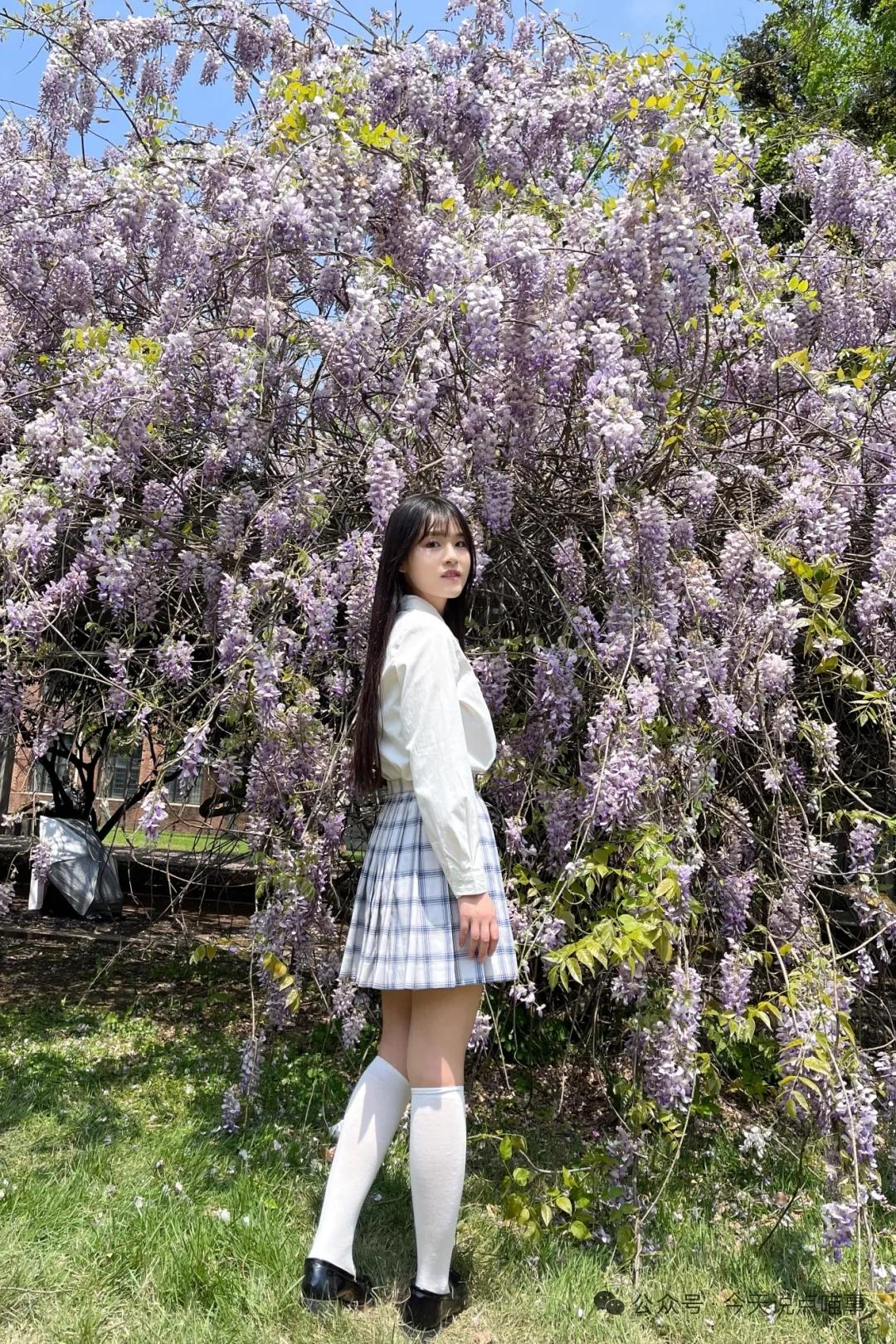 紫藤挂云木，花曼宜阳春。密叶隐歌鸟，香风留美人。