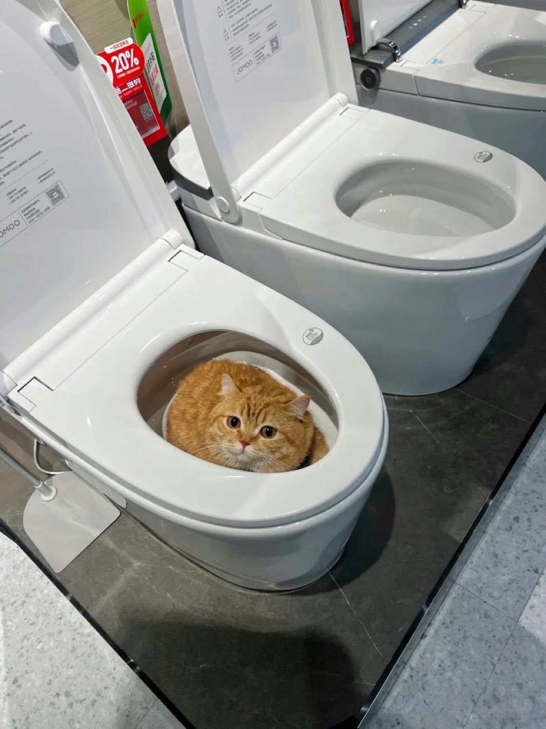 小猫你跑马桶里干什么？ ​​​