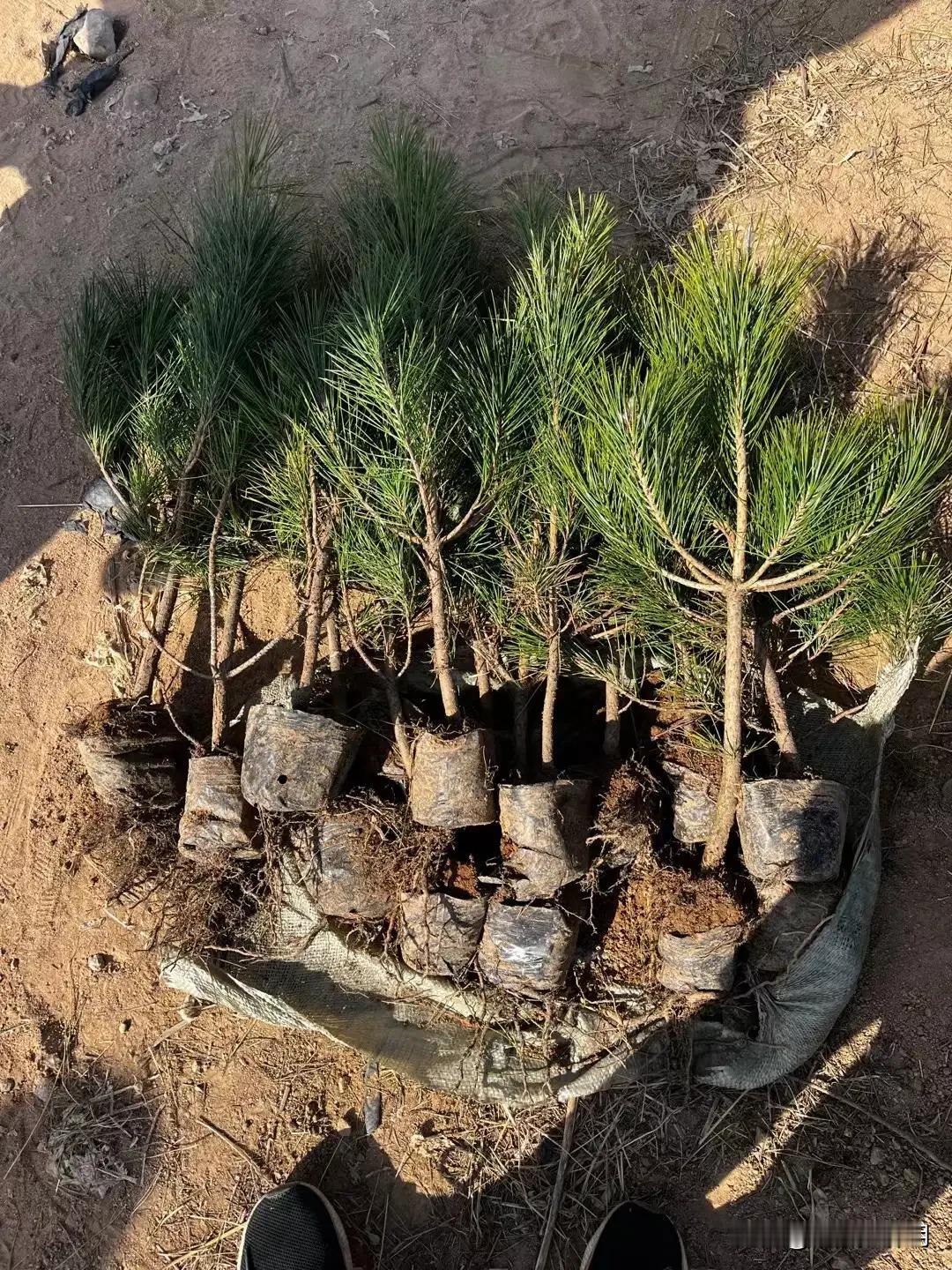 农民不易，山东一大哥家种了4年的黑松苗，本想能靠此发家致富，没想到事与愿违，疫情