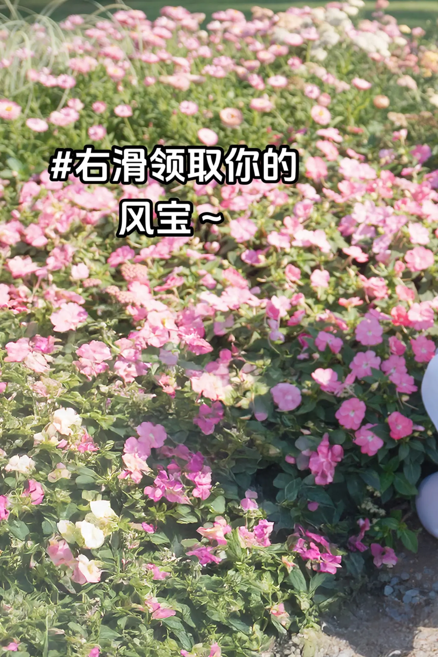 ———在花丛里缝补晨昏的裂隙——— 蝶宝闻到了吗？这不是普通的花香，是...