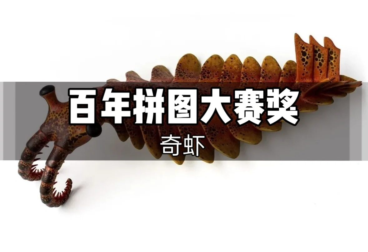 奇虾—百年拼图大奖赛