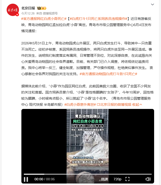 白虎打斗1只死亡系饲养员违规操作 网红白虎小孬，死于人祸。青岛动物园通报，5月3