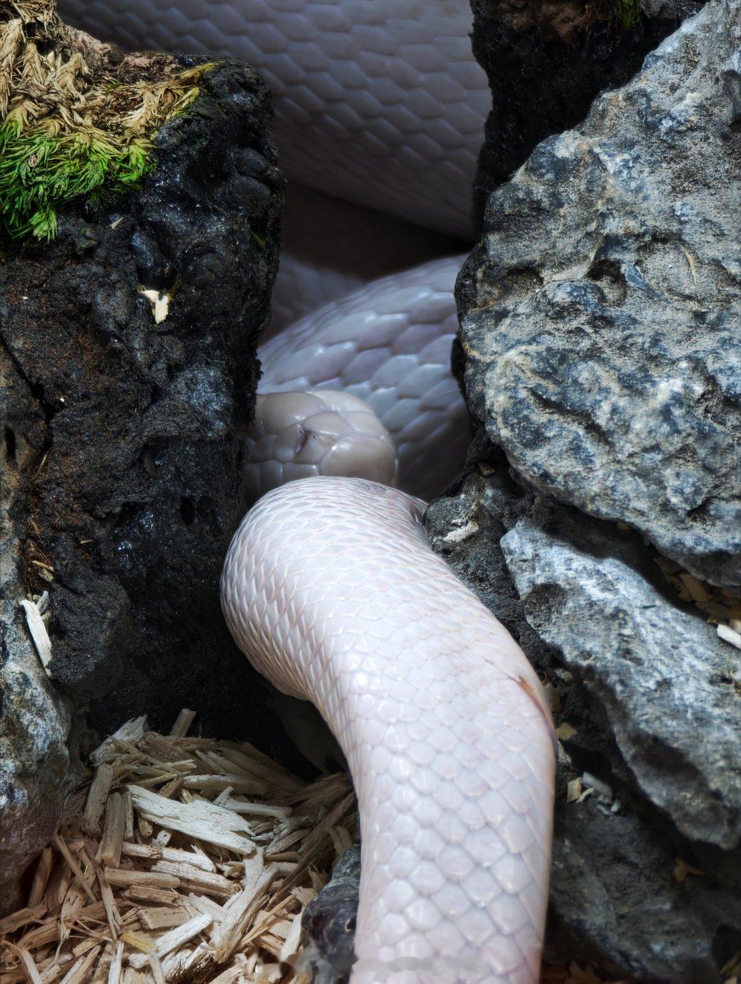 水漫金山的金山寺新星v计划超能新星汇金山寺鞠婧祎新白娘子传奇 ​​​