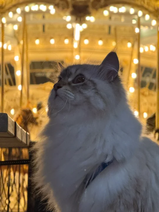 猫猫我呀 昨天去看旋转木马啦🎠