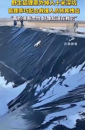 “科学解释不清了！” 内蒙古，一只野生狐狸意外掉入 10 米深坑，当救援人员放下