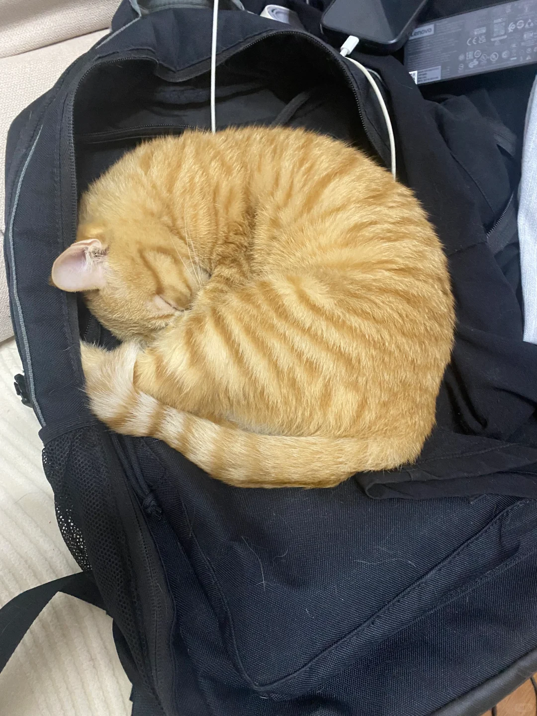 虎皮蛋糕卷睡觉啦……