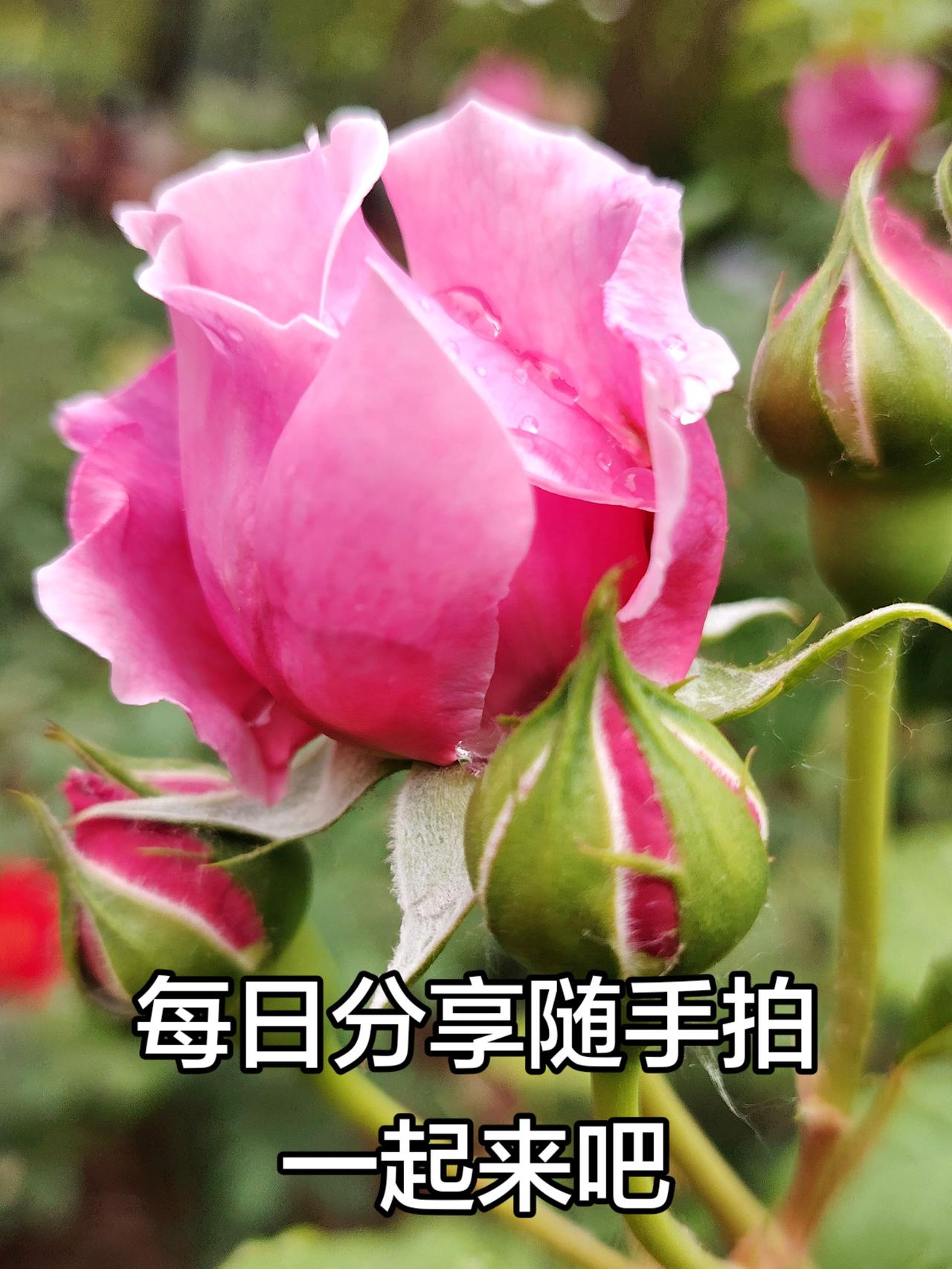 月季花含苞待放，只等你来与它和影手机摄影